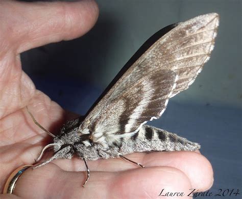 hermint moth|hermitmoth (@hermitmoth) .